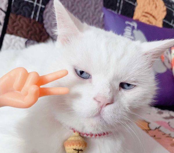 #猫猫from 平壤卫视