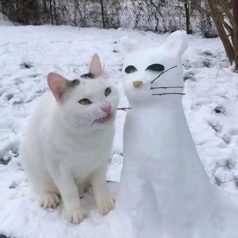 来点猫猫