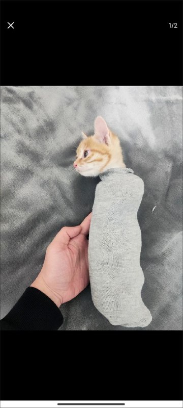 猫：😾via Dicy Frank猫：😾via Dicy Frank