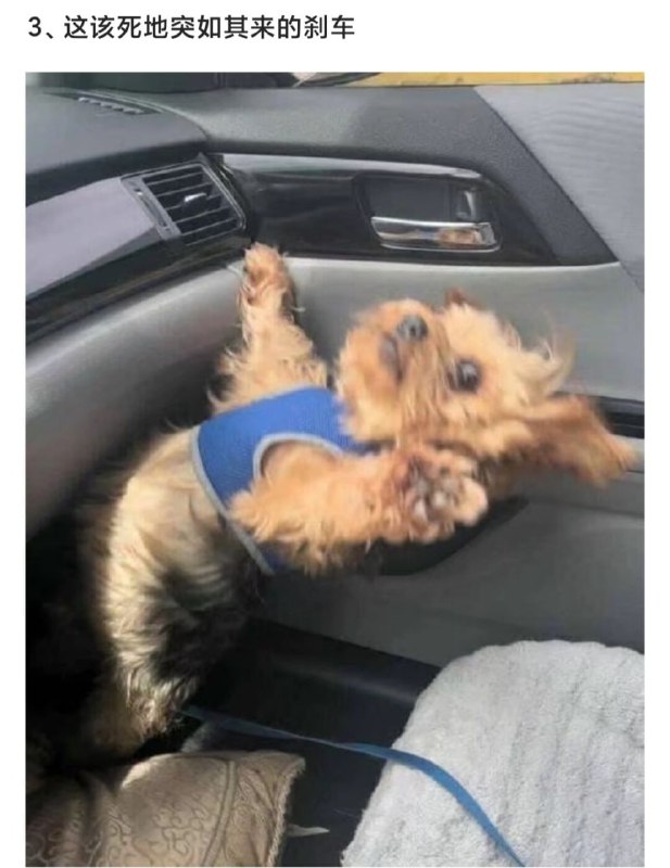 狗∶我的腰闪了