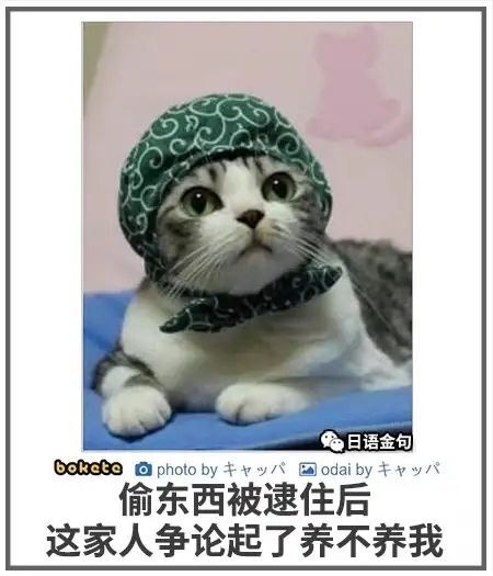 from 每日无数猫