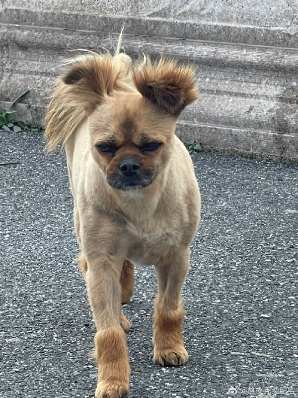 #狗狗from 平壤卫视 via ㅤ#狗狗from 平壤卫视 via ㅤ