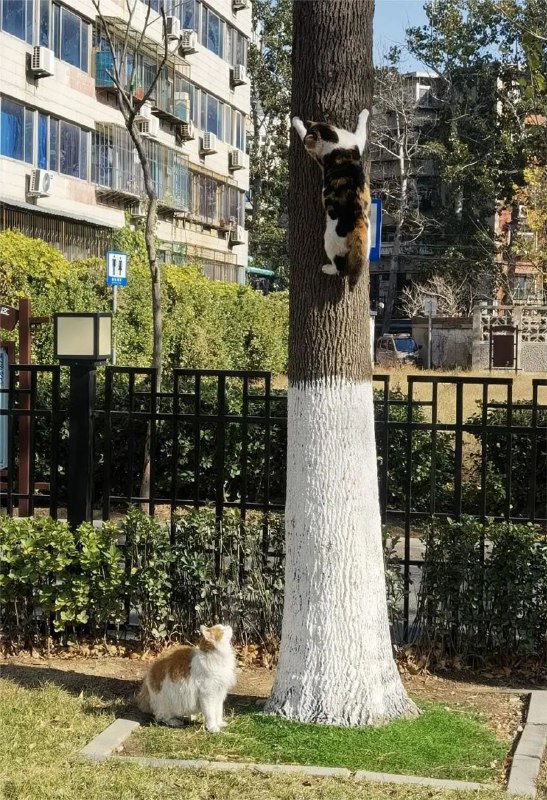 翻到了以前拍的猫猫，给你们看看