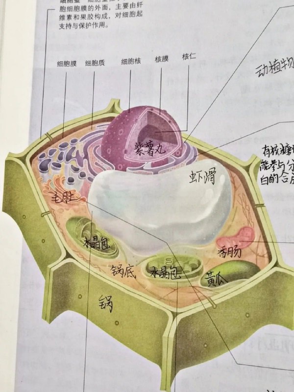 这课是越上越饿🤔from 平壤卫视这课是越上越饿🤔from 平壤卫视