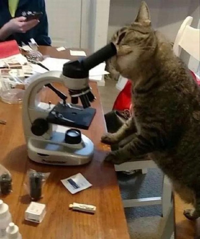 让我康康#猫猫from 平壤卫视 via ㅤ