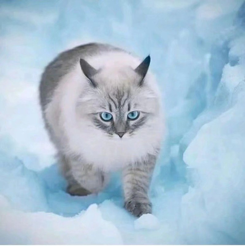 无内鬼！来点猫猫！无内鬼！来点猫猫！