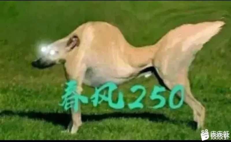 无内鬼 来点春风笑话