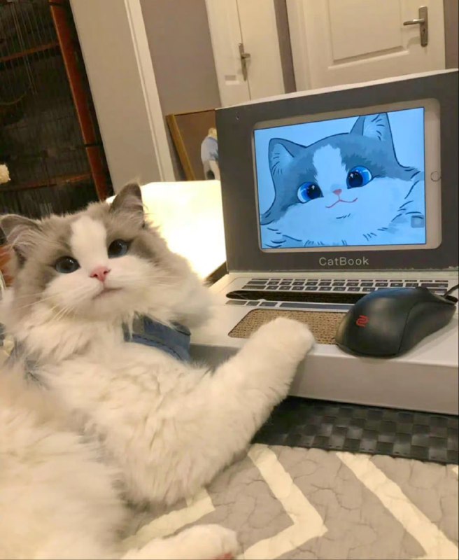 #猫猫from 平壤卫视