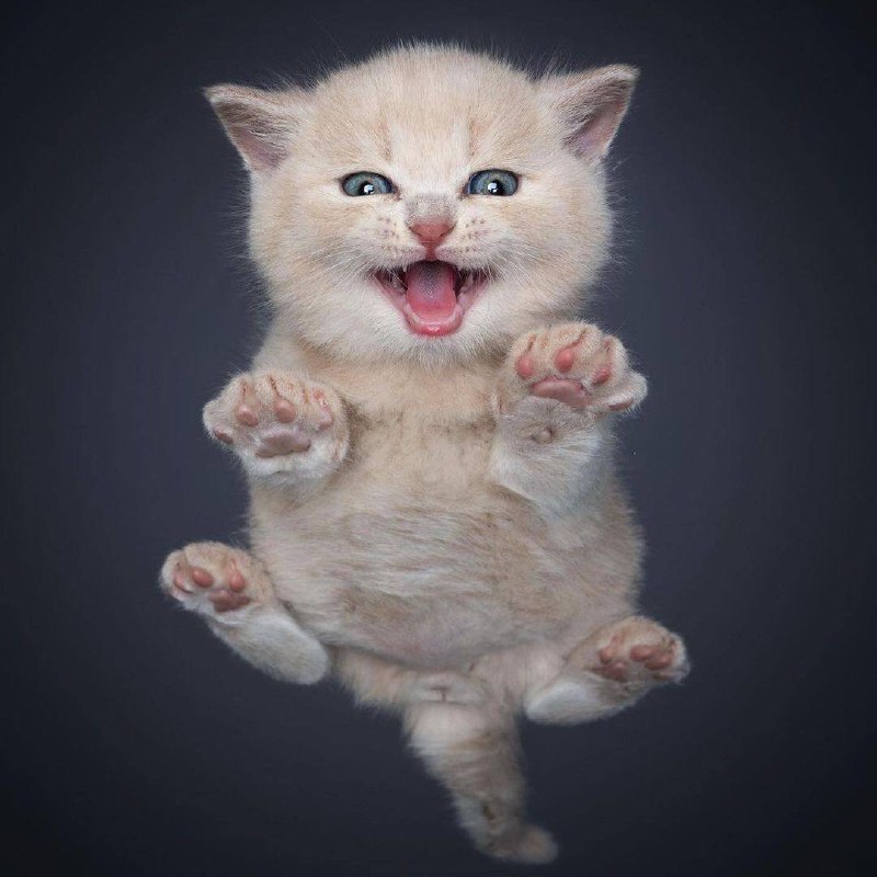 #猫 咪 美图#猫 咪 美图