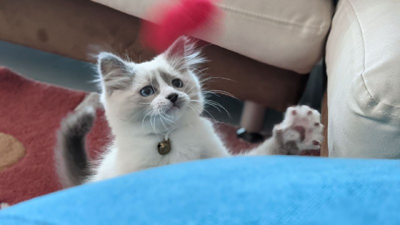 每ᨐ日ᨐ猫ᨐ图每ᨐ日ᨐ猫ᨐ图