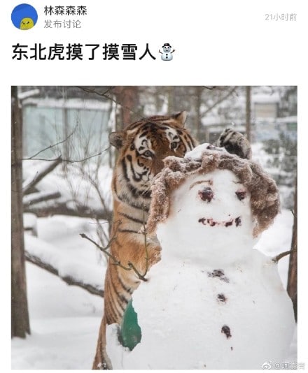 小猫咪能有什么坏心思呢？小猫咪能有什么坏心思呢？