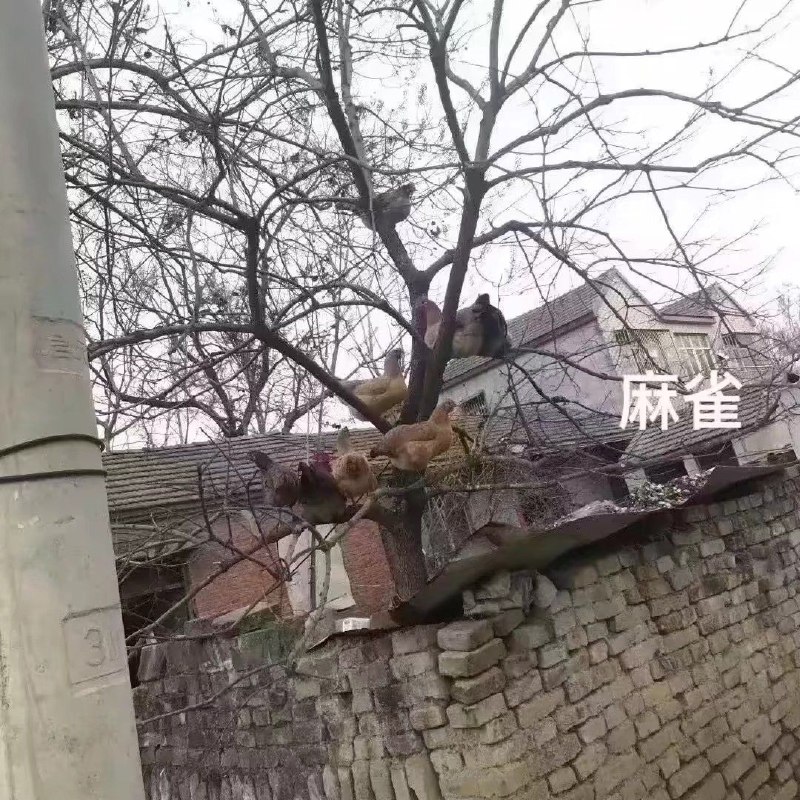 我的精神状态：via 鸽咕鸠 | 自定义朋友数：1我的精神状态：via 鸽咕鸠 | 自定义朋友数：1