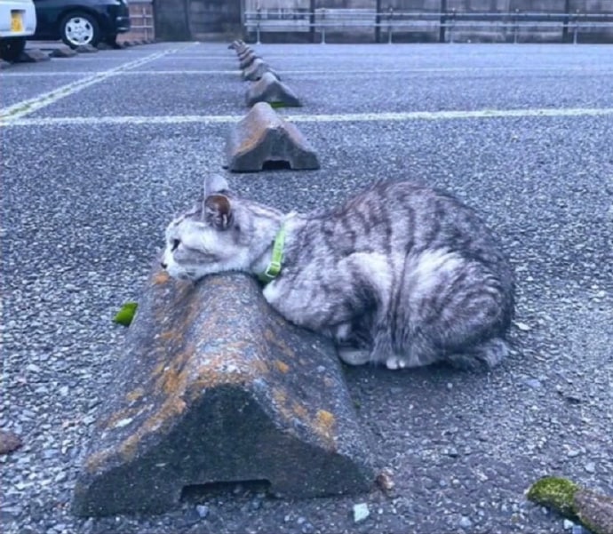 停猫厂停猫厂
