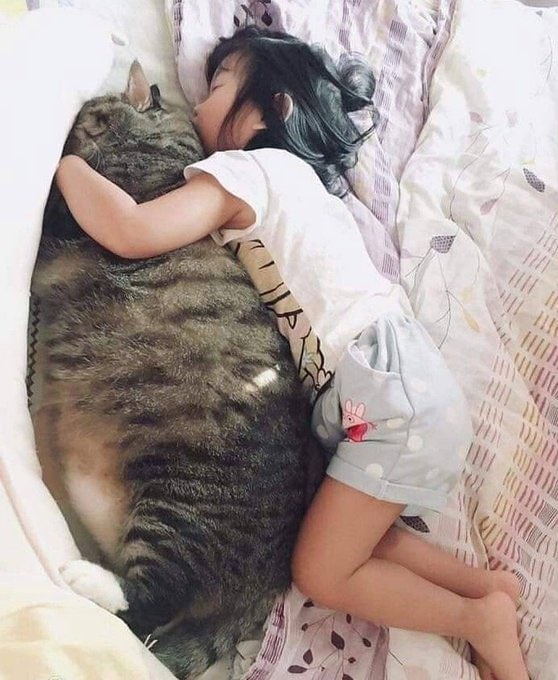 #猫猫 抱枕from 平壤卫视