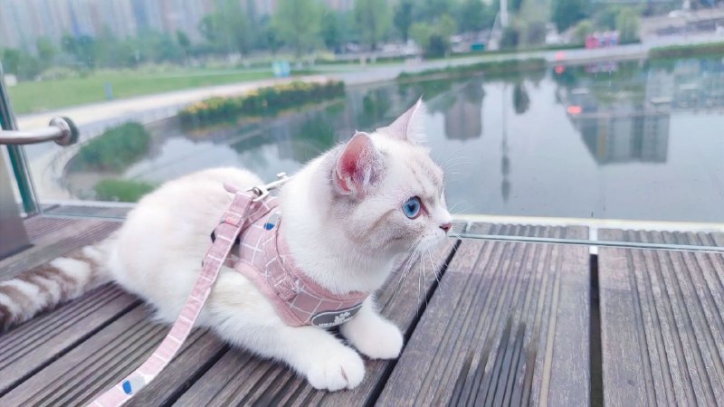 每ᨐ日ᨐ早ᨐ晨ᨐ起ᨐ来ᨐ吸ᨐ喵~每ᨐ日ᨐ早ᨐ晨ᨐ起ᨐ来ᨐ吸ᨐ喵~