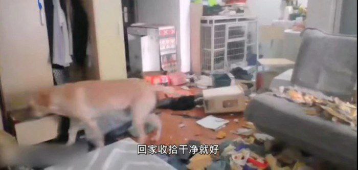 据国内媒体报道，近日陕西西安，一女子离家隔离14天，通过监控看到狗子把家拆完