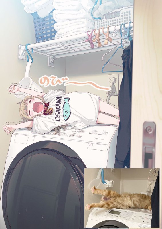 from 每日无数猫from 每日无数猫