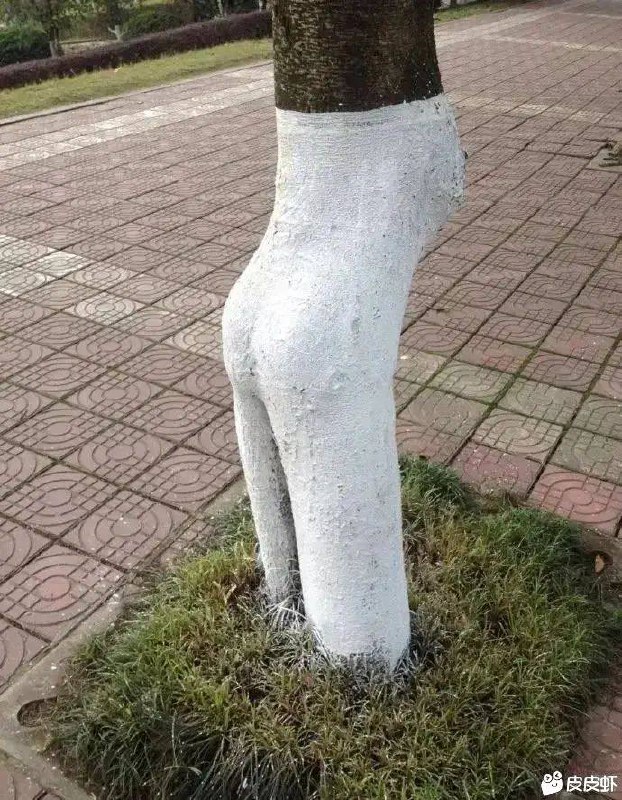 #NSFW 年级大了，看棵树都