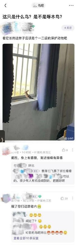 😂 什么香香鸡from 平壤卫视