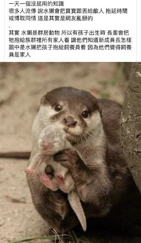 水獺 : 大隻佬，看看咱們家的新成員~#歡樂梗圖區 #可愛動物區from UMD(兔鼠)的謎島觀察日記(NSFW)