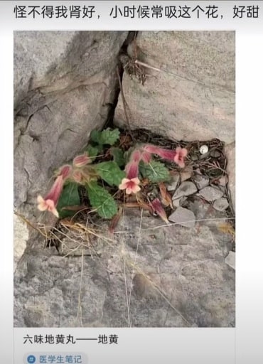 原来这就是地黄