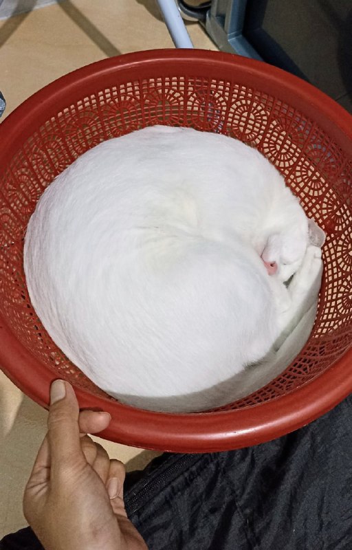 “面团发酵完成”#猫猫from 平壤卫视 via ㅤ