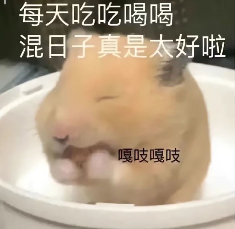 from ´•ᴥ•`