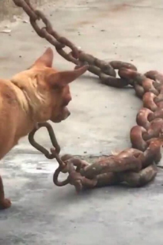 这狗子做了什么天怒人怨的事情吗？via 君生我未生，我生君已老