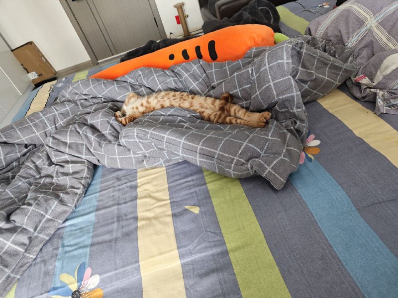 猫条🥰via Cc GRX