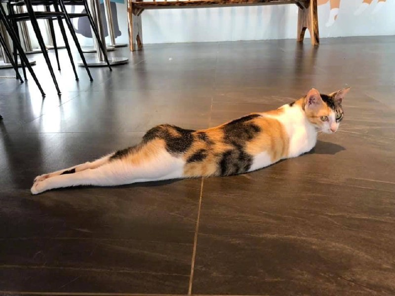 翘屁嫩猫翘屁嫩猫
