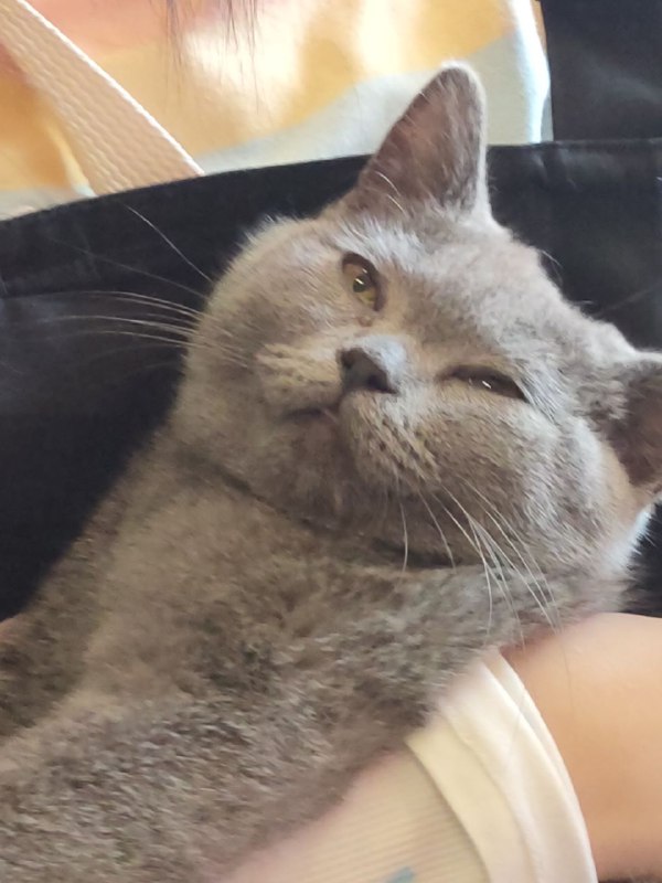 猫咖里的猫仿佛看透了人世沧桑via biod smith猫咖里的猫仿佛看透了人世沧桑via biod smith