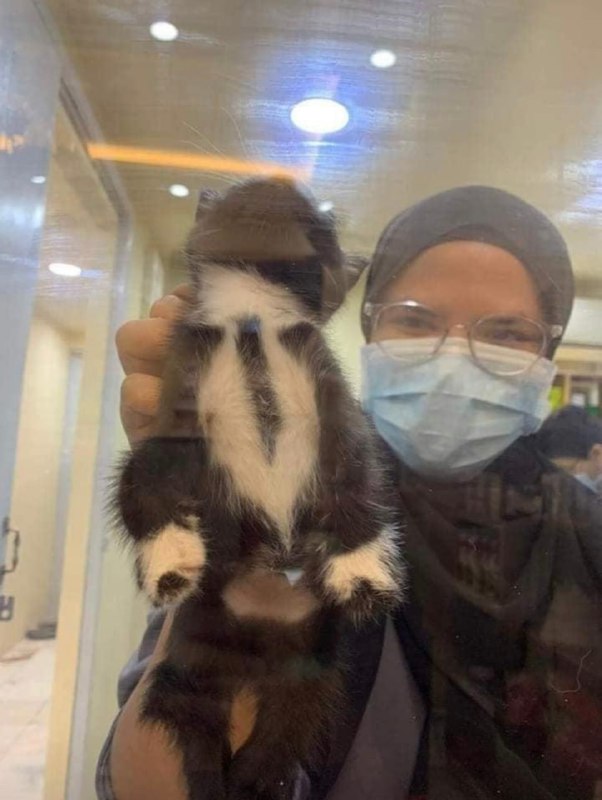 以防万一你们没有看过自带领带的绅士小猫from 平壤卫视 via ㅤ以防万一你们没有看过自带领带的绅士小猫from 平壤卫视 via ㅤ
