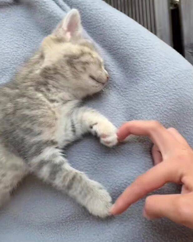 #猫猫from 迷你沙雕仓库