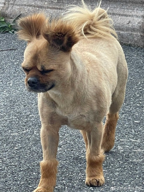 #狗狗from 平壤卫视 via ㅤ#狗狗from 平壤卫视 via ㅤ