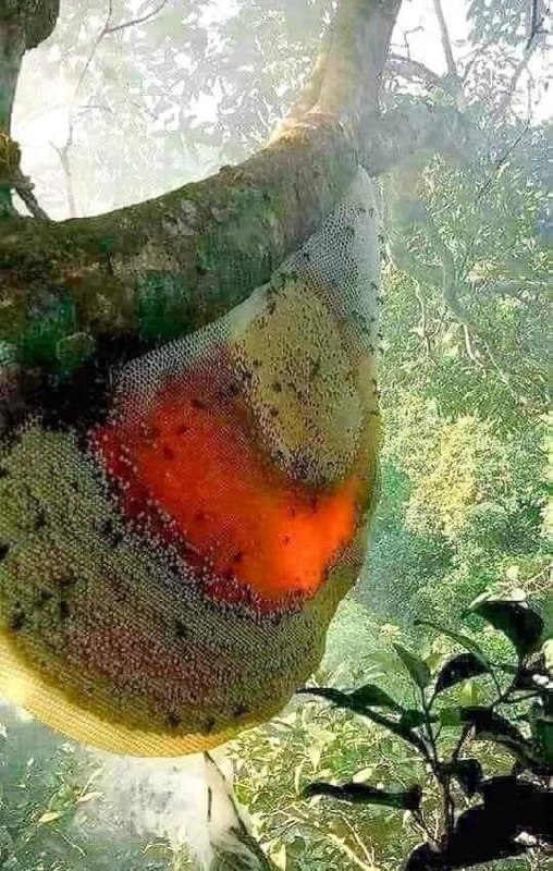 阳光下的蜂巢