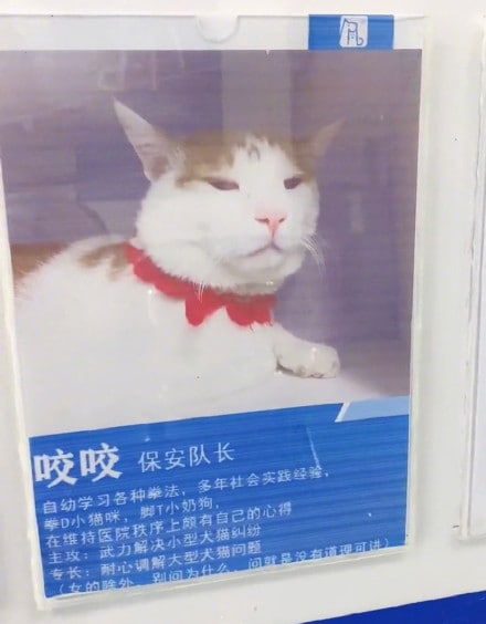 一只拿到医院编制的猫咪~一只拿到医院编制的猫咪~