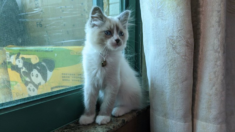 每ᨐ日ᨐ猫ᨐ图每ᨐ日ᨐ猫ᨐ图
