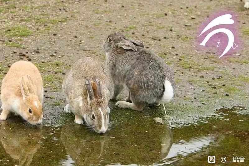 我住长江头，君住长江尾，同是一家人，共引一家水🐰from Mike Slavas我住长江头，君住长江尾，同是一家人，共引一家水🐰from Mike Slavas