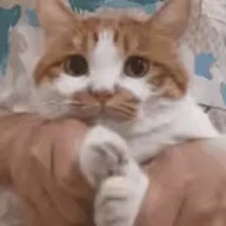 Video Sticker