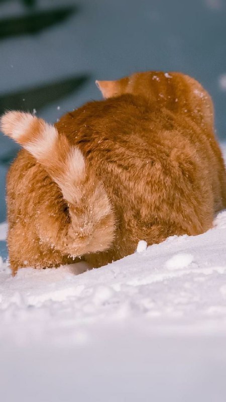 每ᨐ日ᨐ猫ᨐ图每ᨐ日ᨐ猫ᨐ图
