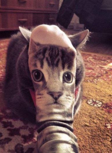 躲猫猫🐱🔎躲猫猫🐱🔎