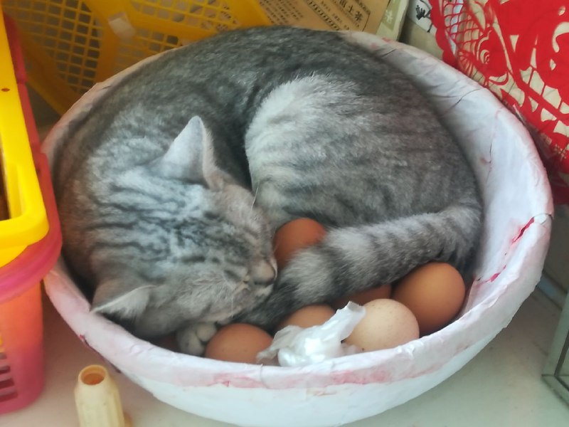 正在孵蛋的猫猫~via 老婆 丨点我头像进偷撸群