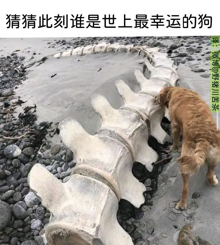 via LDLD 果冻