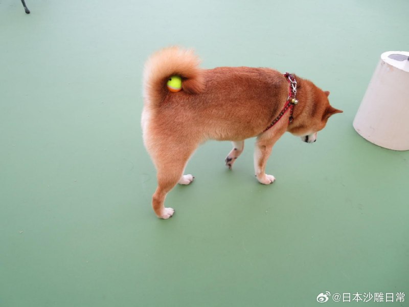阿柴：啊嘞？球去哪了？阿柴：啊嘞？球去哪了？