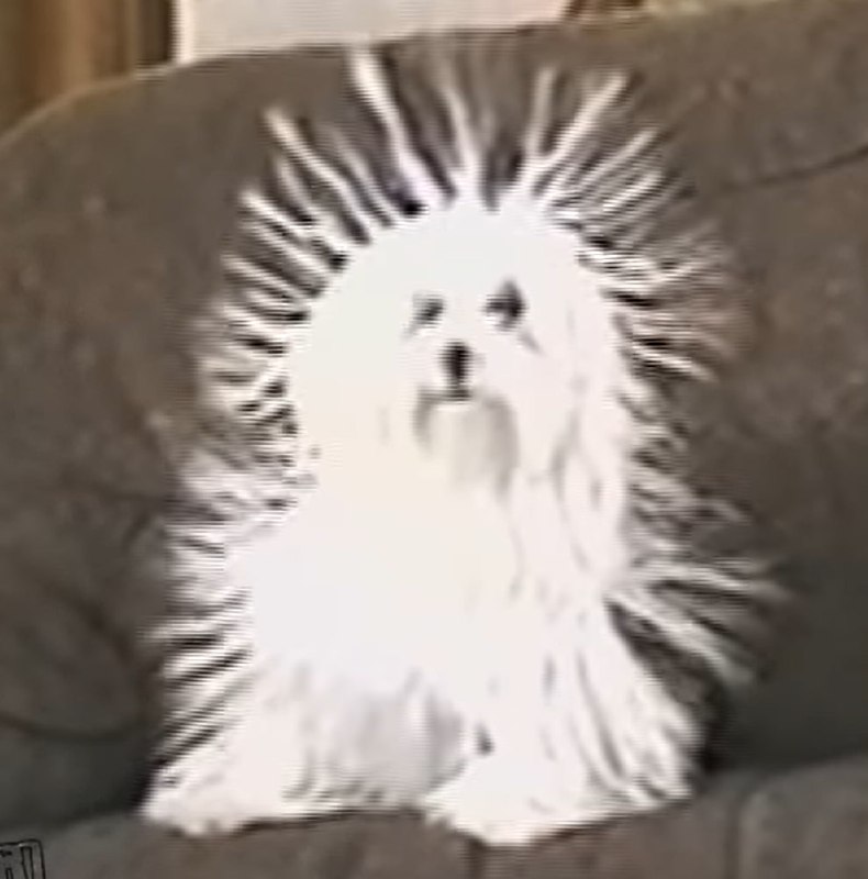 带静电的狗 ([1] [2])带静电的狗 ([1] [2])