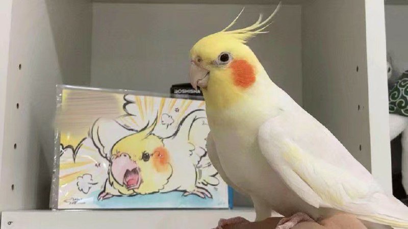 可爱可爱