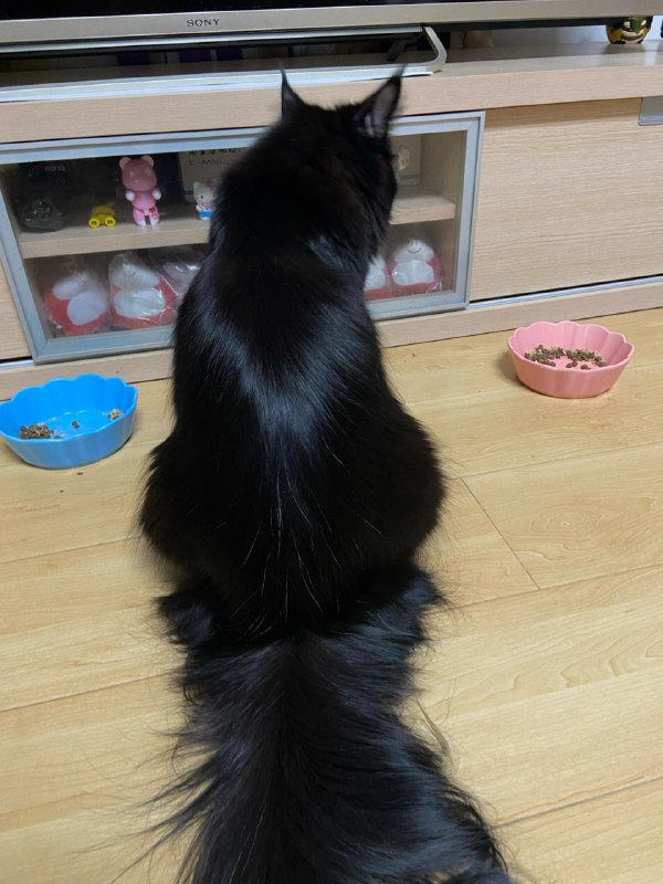 这猫就像一顶放在地上的假发这猫就像一顶放在地上的假发