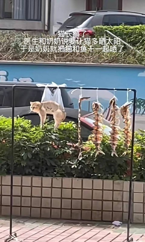 from 平壤卫视