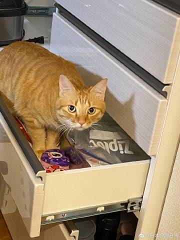 地震后心里担心着「猫…猫不知道怎么样了？？」慌慌张张赶紧找了一圈，结果发现主子正准备从被地震震开的抽屉里偷鲑鱼条吃呢#精品地震后心里担心着「猫…猫不知道怎么样了？？」慌慌张张赶紧找了一圈，结果发现主子正准备从被地震震开的抽屉里偷鲑鱼条吃呢#精品