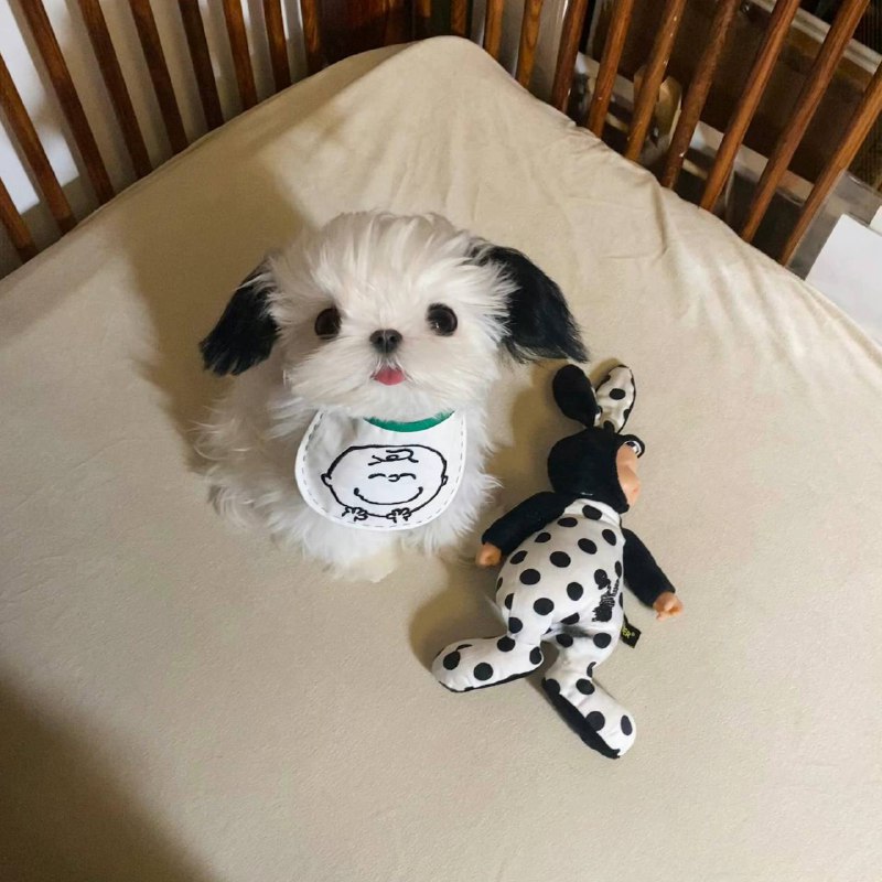 #狗狗from 平壤卫视 via 呀#狗狗from 平壤卫视 via 呀